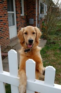 Dog-Friendly Fences Boise